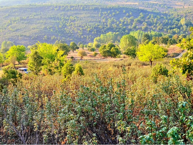 Kütahya Domaniç Sarıot Köyünün İçinde 1.734 M2 Bahçe Ful Doğa Ve Kısmen Köy Manzaralı Malikaneye 100 Metre Mesafede Resmi Tek Tapulu Köyün En Güzel Lokasyonundadır