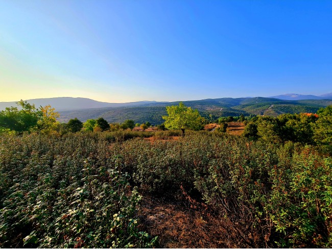 Kütahya Domaniç Sarıot Köyünün İçinde 1.734 M2 Bahçe Ful Doğa Ve Kısmen Köy Manzaralı Malikaneye 100 Metre Mesafede Resmi Tek Tapulu Köyün En Güzel Lokasyonundadır