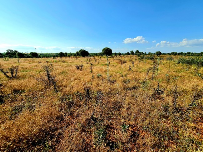Uşak Karahallı Külköy'de Organize Sanayiye ve Köye Yakın, Köy ve Doğa Manzaralı 6.650 m2 Yatırımlık Kupon Bağ Bahçe. İlan Açıklamasını Okuyarak İletişime Geçiniz Lütfen.