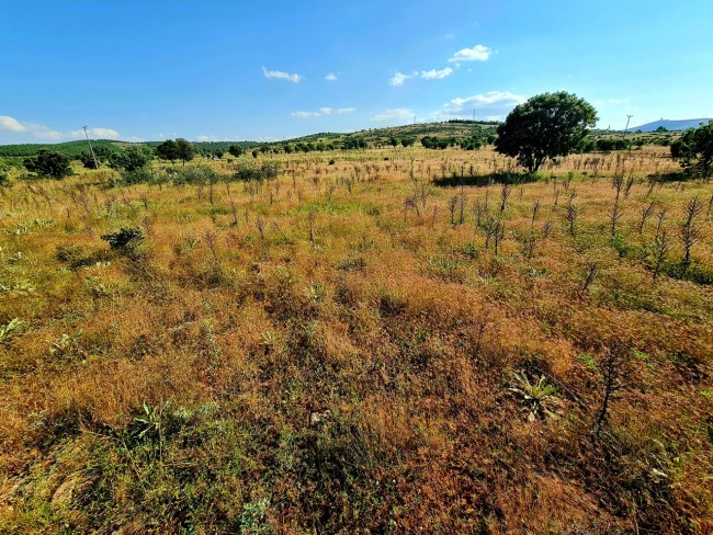 Uşak Karahallı Külköy'de Organize Sanayiye ve Köye Yakın, Köy ve Doğa Manzaralı 6.650 m2 Yatırımlık Kupon Bağ Bahçe. İlan Açıklamasını Okuyarak İletişime Geçiniz Lütfen.