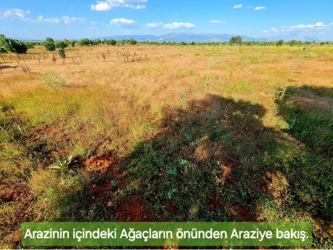 Uşak Karahallı Külköy'de Organize Sanayiye ve Köye Yakın, Köy ve Doğa Manzaralı 6.650 m2 Yatırımlık Kupon Bağ Bahçe. İlan Açıklamasını Okuyarak İletişime Geçiniz Lütfen.