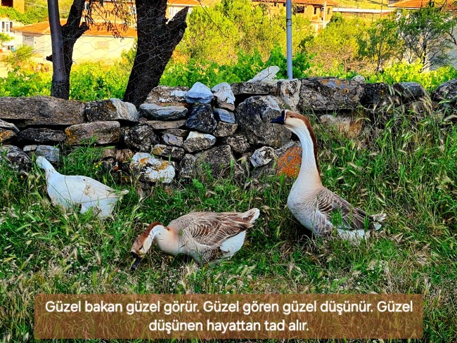 Uşak Karahallı Külköy'de Organize Sanayiye ve Köye Yakın, Köy ve Doğa Manzaralı 6.650 m2 Yatırımlık Kupon Bağ Bahçe. İlan Açıklamasını Okuyarak İletişime Geçiniz Lütfen.