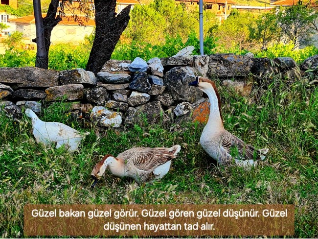 Uşak Karahallı Külköy'de Organize Sanayiye ve Köye Yakın, Köy ve Doğa Manzaralı 6.650 m2 Yatırımlık Kupon Bağ Bahçe. İlan Açıklamasını Okuyarak İletişime Geçiniz Lütfen.