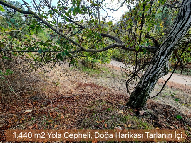 Balıkesir Sındırgı Osmanlar'da 1.440 m2 Yola Cepheli Kupon Tarla. Açıklamayı Okuyarak Arayınız.