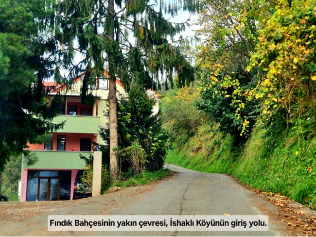 Trabzon Vakfıkebir İshaklı'da Denize Yakın 1.544 m2 Yola Cepheli Fındık Bahçesi. Açıklamayı Okuyunuz
