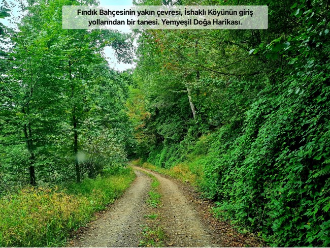 Trabzon Vakfıkebir İshaklı'da Denize Yakın 1.544 m2 Yola Cepheli Fındık Bahçesi. Açıklamayı Okuyunuz