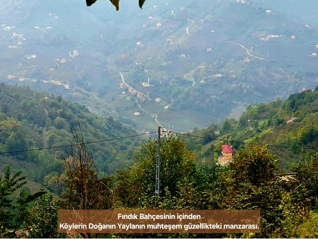 Trabzon Vakfıkebir İshaklı'da Denize Yakın 1.544 m2 Yola Cepheli Fındık Bahçesi. Açıklamayı Okuyunuz
