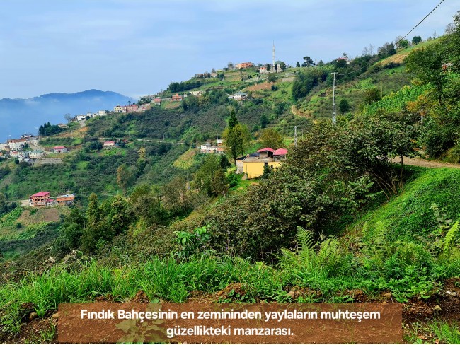 Trabzon Vakfıkebir İshaklı'da Denize Yakın 1.544 m2 Yola Cepheli Fındık Bahçesi. Açıklamayı Okuyunuz