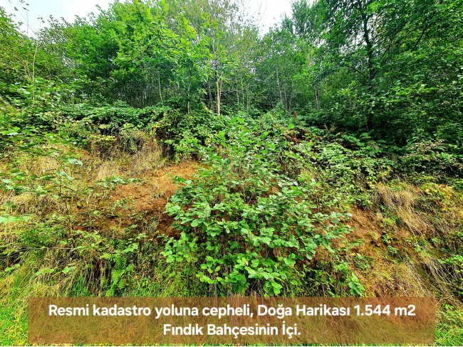 Trabzon Vakfıkebir İshaklı'da Denize Yakın 1.544 m2 Yola Cepheli Fındık Bahçesi. Açıklamayı Okuyunuz