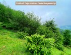 Trabzon Vakfıkebir İshaklı'da Denize Yakın 1.544 m2 Yola Cepheli Fındık Bahçesi. Açıklamayı Okuyunuz