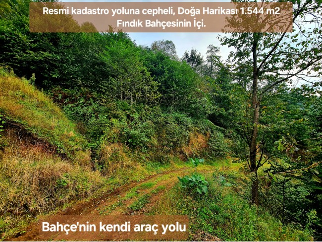 Trabzon Vakfıkebir İshaklı'da Denize Yakın 1.544 m2 Yola Cepheli Fındık Bahçesi. Açıklamayı Okuyunuz