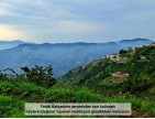 Trabzon Vakfıkebir İshaklı'da Denize Yakın 1.544 m2 Yola Cepheli Fındık Bahçesi. Açıklamayı Okuyunuz