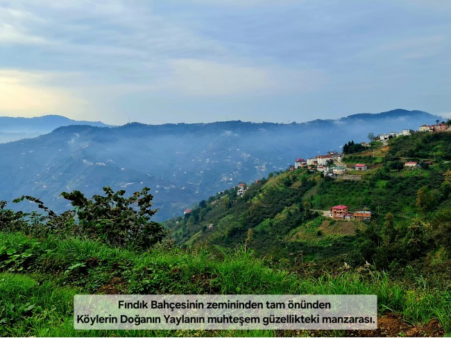 Trabzon Vakfıkebir İshaklı'da Denize Yakın 1.544 m2 Yola Cepheli Fındık Bahçesi. Açıklamayı Okuyunuz