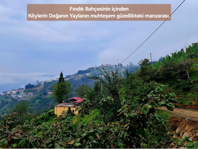 Trabzon Vakfıkebir İshaklı'da Denize Yakın 1.544 m2 Yola Cepheli Fındık Bahçesi. Açıklamayı Okuyunuz