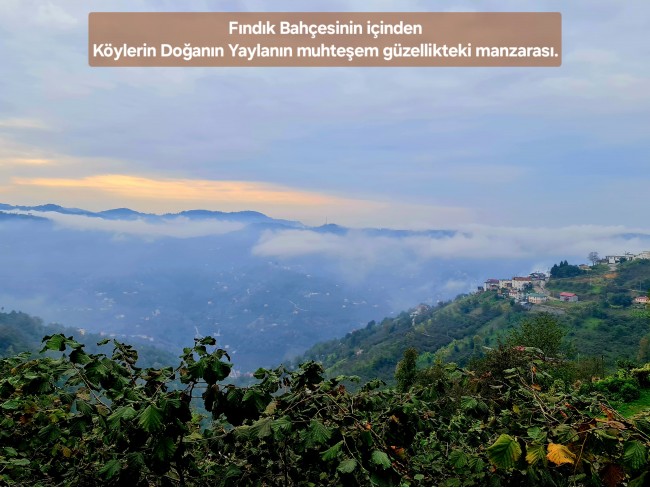 Trabzon Vakfıkebir İshaklı'da Denize Yakın 1.544 m2 Yola Cepheli Fındık Bahçesi. Açıklamayı Okuyunuz