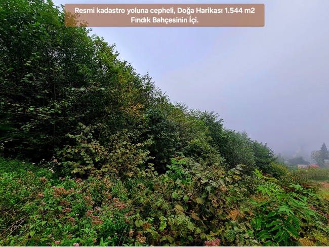 Trabzon Vakfıkebir İshaklı'da Denize Yakın 1.544 m2 Yola Cepheli Fındık Bahçesi. Açıklamayı Okuyunuz