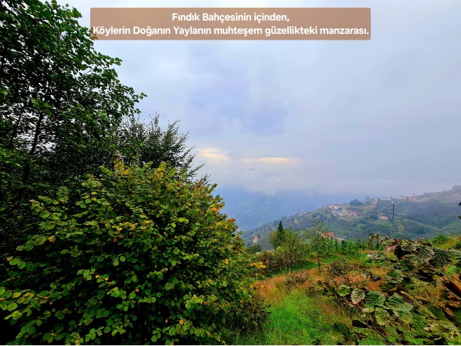 Trabzon Vakfıkebir İshaklı'da Denize Yakın 1.544 m2 Yola Cepheli Fındık Bahçesi. Açıklamayı Okuyunuz