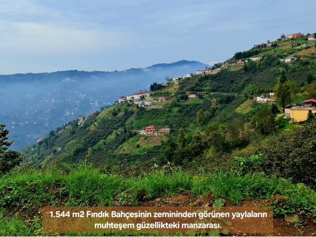Trabzon Vakfıkebir İshaklı'da Denize Yakın 1.544 m2 Yola Cepheli Fındık Bahçesi. Açıklamayı Okuyunuz