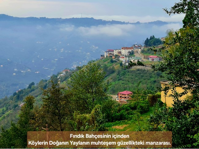 Trabzon Vakfıkebir İshaklı'da Denize Yakın 1.544 m2 Yola Cepheli Fındık Bahçesi. Açıklamayı Okuyunuz