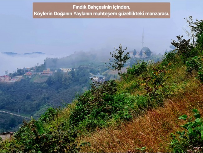 Trabzon Vakfıkebir İshaklı'da Denize Yakın 1.544 m2 Yola Cepheli Fındık Bahçesi. Açıklamayı Okuyunuz