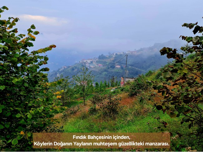 Trabzon Vakfıkebir İshaklı'da Denize Yakın 1.544 m2 Yola Cepheli Fındık Bahçesi. Açıklamayı Okuyunuz