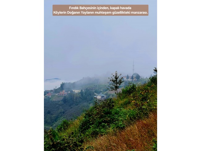 Trabzon Vakfıkebir İshaklı'da Denize Yakın 1.544 m2 Yola Cepheli Fındık Bahçesi. Açıklamayı Okuyunuz