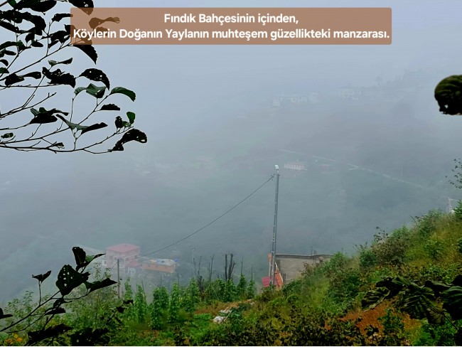 Trabzon Vakfıkebir İshaklı'da Denize Yakın 1.544 m2 Yola Cepheli Fındık Bahçesi. Açıklamayı Okuyunuz