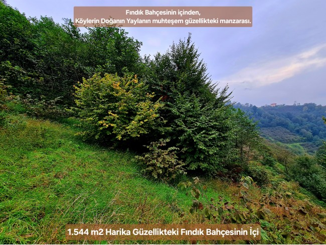 Trabzon Vakfıkebir İshaklı'da Denize Yakın 1.544 m2 Yola Cepheli Fındık Bahçesi. Açıklamayı Okuyunuz