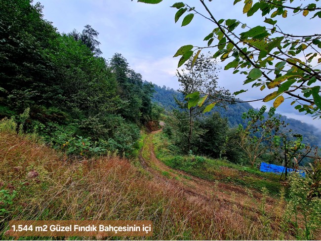 Trabzon Vakfıkebir İshaklı'da Denize Yakın 1.544 m2 Yola Cepheli Fındık Bahçesi. Açıklamayı Okuyunuz