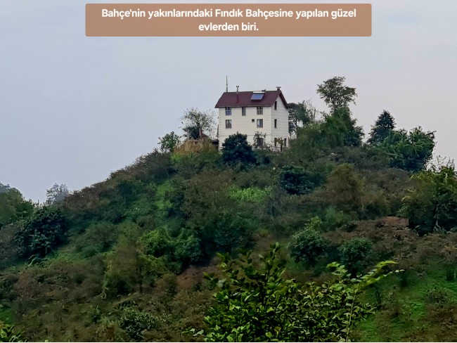 Trabzon Vakfıkebir İshaklı'da Denize Yakın 1.544 m2 Yola Cepheli Fındık Bahçesi. Açıklamayı Okuyunuz
