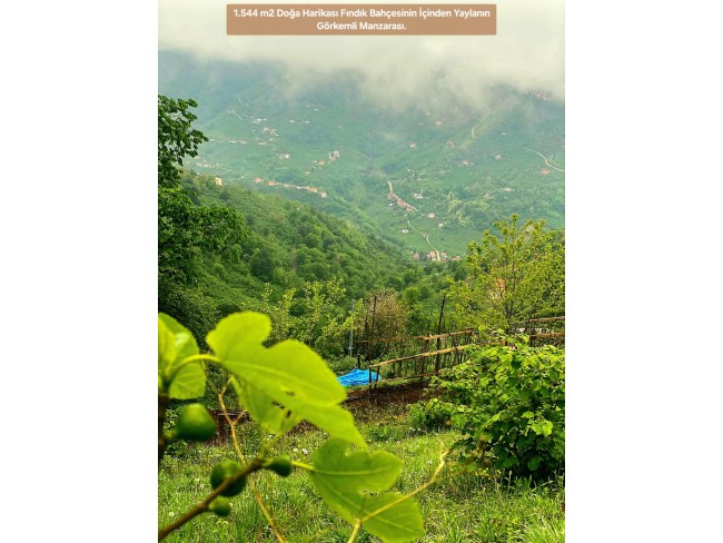 Trabzon Vakfıkebir İshaklı'da Denize Yakın 1.544 m2 Yola Cepheli Fındık Bahçesi. Açıklamayı Okuyunuz