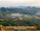Trabzon Vakfıkebir İshaklı'da Denize Yakın 1.544 m2 Yola Cepheli Fındık Bahçesi. Açıklamayı Okuyunuz