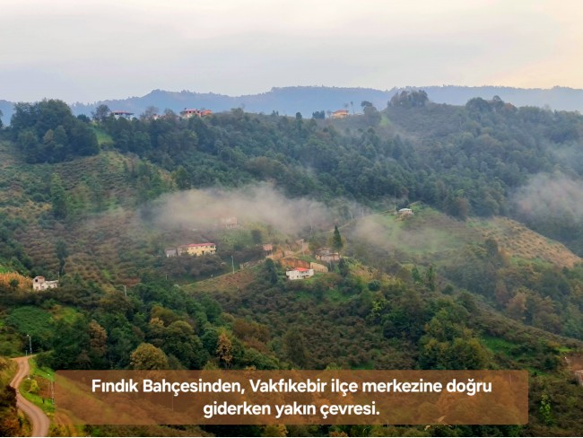 Trabzon Vakfıkebir İshaklı'da Denize Yakın 1.544 m2 Yola Cepheli Fındık Bahçesi. Açıklamayı Okuyunuz