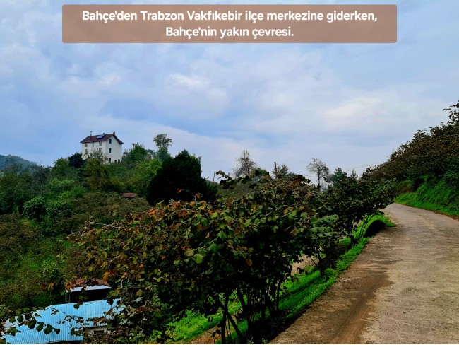Trabzon Vakfıkebir İshaklı'da Denize Yakın 1.544 m2 Yola Cepheli Fındık Bahçesi. Açıklamayı Okuyunuz