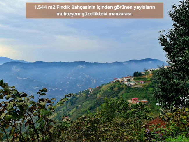 Trabzon Vakfıkebir İshaklı'da Denize Yakın 1.544 m2 Yola Cepheli Fındık Bahçesi. Açıklamayı Okuyunuz