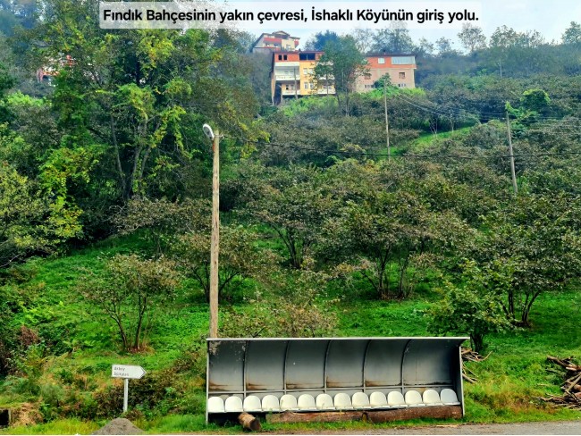 Trabzon Vakfıkebir İshaklı'da Denize Yakın 1.544 m2 Yola Cepheli Fındık Bahçesi. Açıklamayı Okuyunuz