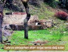 Balıkesir Dursunbey Alagüney'de 2.383 m2 Düz Uygun Tarla. Açıklamayı Okuyunuz.