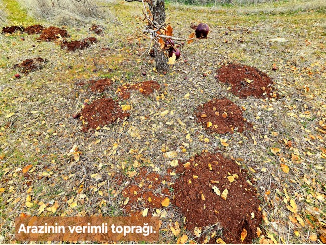 Denizli Bekilli Üçkuyu'nun En Güzel Konumunda 1.161 m2 Yatırımlık Tarla.