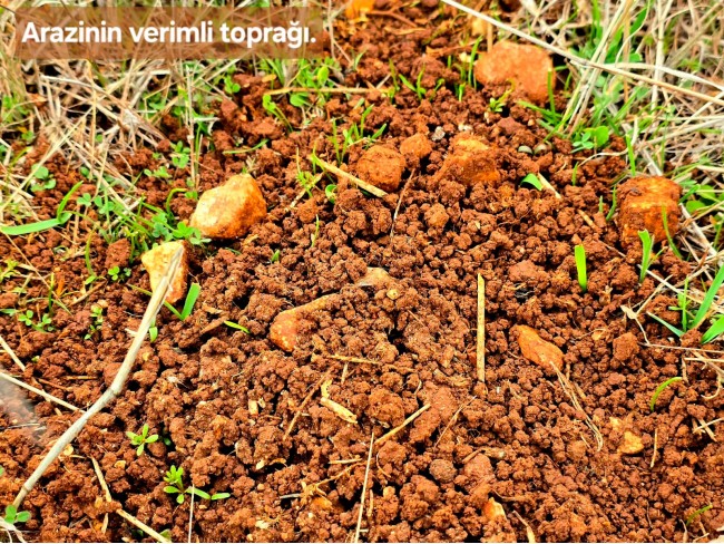 Denizli Bekilli Üçkuyu'nun En Güzel Konumunda 1.161 m2 Yatırımlık Tarla.