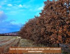 Uşak Karahallı Külköyde 1.207 m2 Organize Sanayi, İlçe, Mahalle Manzaralı Tarla. Açıklamayı Okuyunuz