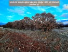 Uşak Karahallı Külköyde 1.207 m2 Organize Sanayi, İlçe, Mahalle Manzaralı Tarla. Açıklamayı Okuyunuz