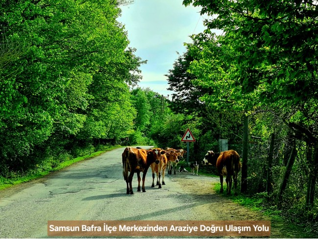 Samsun Bafra Komşupınar'da Denize Köye Yakın 1.143 m2 Çok Uygun Arazi. Açıklamayı Okuyunuz.