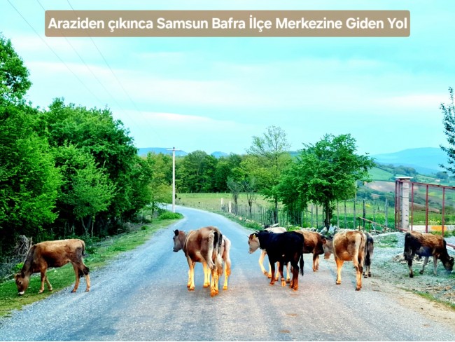 Samsun Bafra Komşupınar'da Denize Köye Yakın 1.143 m2 Çok Uygun Arazi. Açıklamayı Okuyunuz.