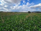 Kütahya Emet Örencik'de 1.463 m2 Köycivarı Manzaralı Çok Uygun Tarla. Açıklamayı Okuyarak Arayınız.