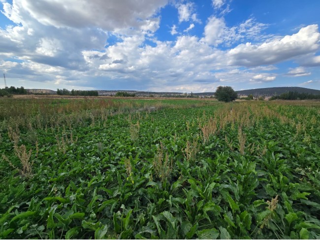 Kütahya Emet Örencik'de 1.463 m2 Köycivarı Manzaralı Çok Uygun Tarla. Açıklamayı Okuyarak Arayınız.