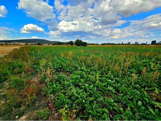 Kütahya Emet Örencik'de Köycivarı Otoyol Yanı 1.463 m2 Bakımlı Tarla. Açıklamayı Okuyarak Arayınız. Kütahya Emet Örencik'de Köycivarı Otoyol Yanı 1.463 m2 Bakımlı Tarla. Açıklamayı Okuyarak Arayınız.