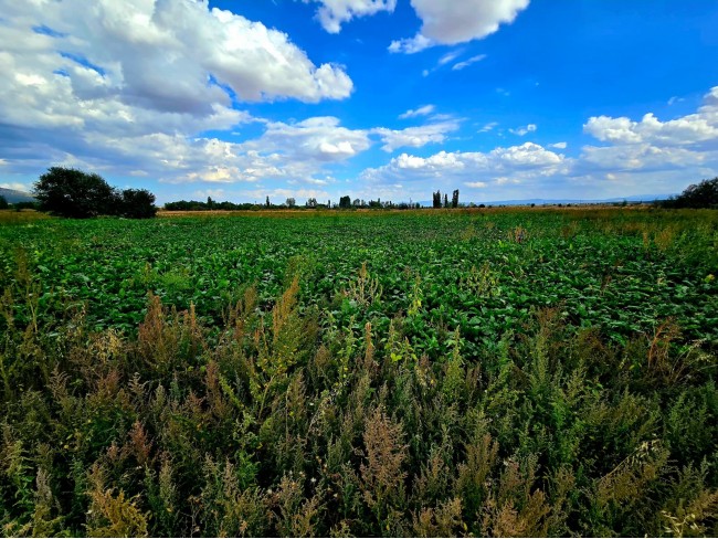 Kütahya Emet Örencik'de Köycivarı Otoyol Yanı 1.463 m2 Bakımlı Tarla. Açıklamayı Okuyarak Arayınız. Kütahya Emet Örencik'de Köycivarı Otoyol Yanı 1.463 m2 Bakımlı Tarla. Açıklamayı Okuyarak Arayınız.