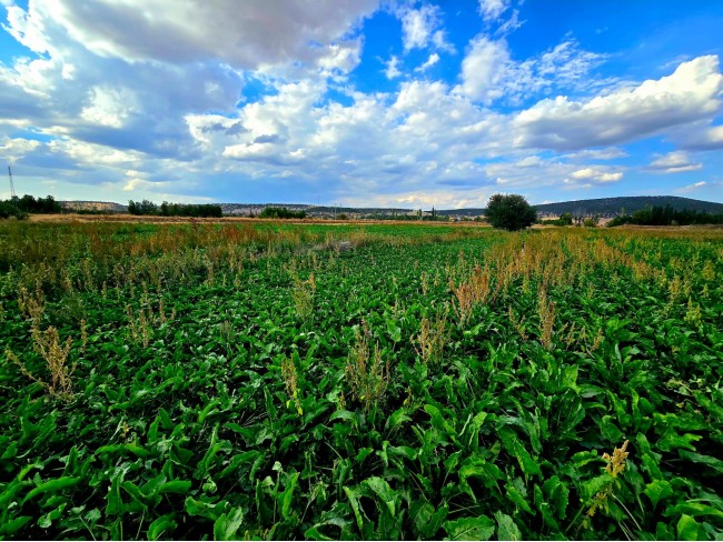Kütahya Emet Örencik'de Köycivarı Otoyol Yanı 1.463 m2 Bakımlı Tarla. Açıklamayı Okuyarak Arayınız. Kütahya Emet Örencik'de Köycivarı Otoyol Yanı 1.463 m2 Bakımlı Tarla. Açıklamayı Okuyarak Arayınız.