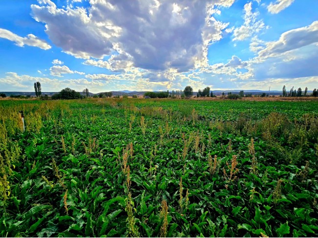 Kütahya Emet Örencik'de Köycivarı Otoyol Yanı 1.463 m2 Bakımlı Tarla. Açıklamayı Okuyarak Arayınız. Kütahya Emet Örencik'de Köycivarı Otoyol Yanı 1.463 m2 Bakımlı Tarla. Açıklamayı Okuyarak Arayınız.