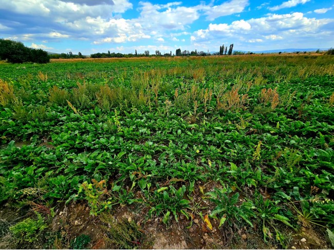 Kütahya Emet Örencik'de Köycivarı Otoyol Yanı 1.463 m2 Bakımlı Tarla. Açıklamayı Okuyarak Arayınız. Kütahya Emet Örencik'de Köycivarı Otoyol Yanı 1.463 m2 Bakımlı Tarla. Açıklamayı Okuyarak Arayınız.